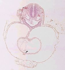 fig3