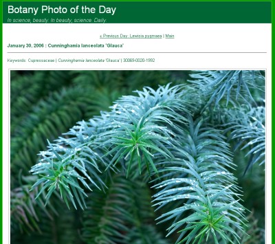 http://www.ubcbotanicalgarden.org/potd/2006/01/cunninghamia_lanceolata_glauca.php
